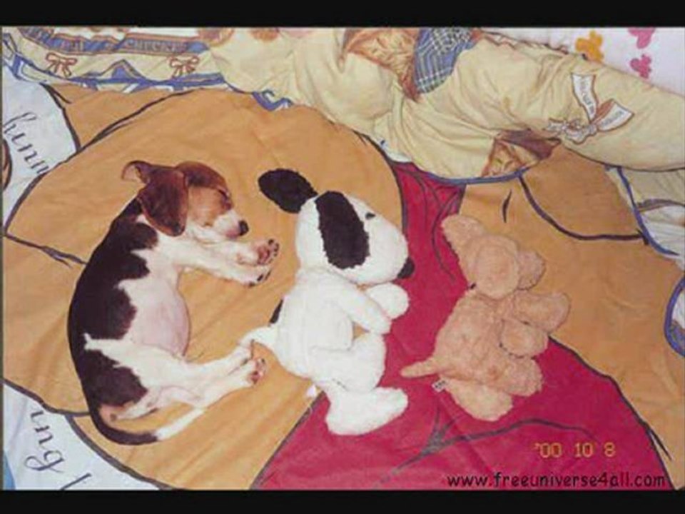 drole de chien