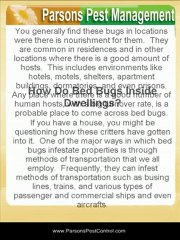 What You Should Know About Bed Bugs