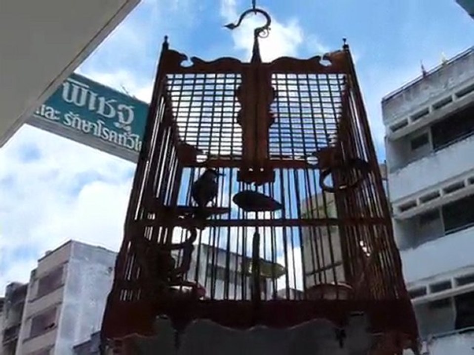 Somersault bird Hat Yai Thailand