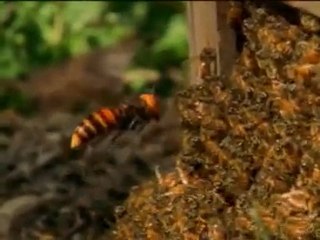 En büyüleyici anlar (Belgesel)