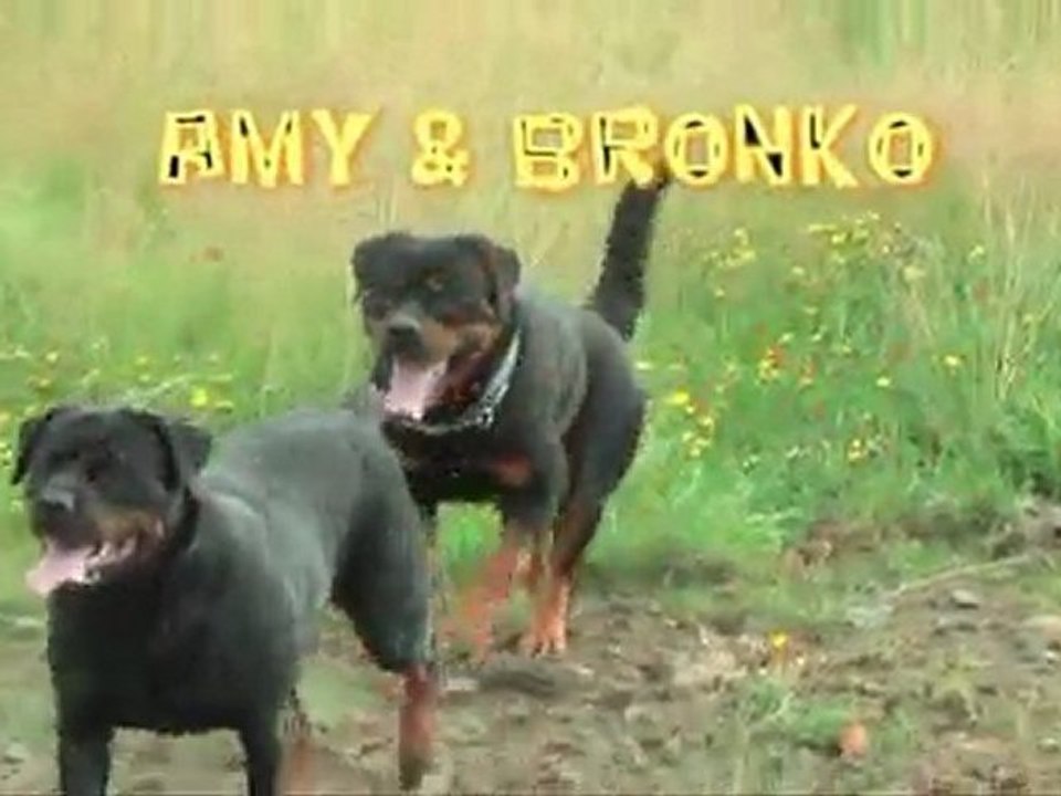 rottweiler pug and mini pincher