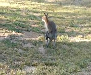 Wallaby camping Grampians