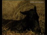 Naissance en direct au haras des faunes