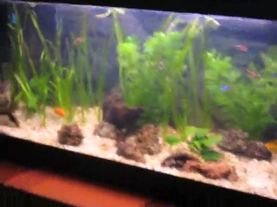 mon aqua