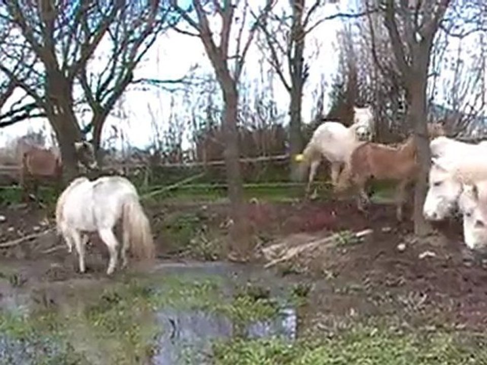 Arrivée de Kalembour des Cabanes au troupeau