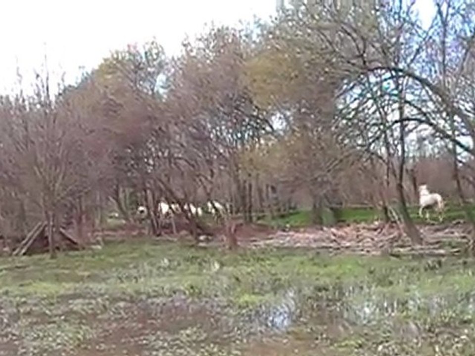 Arrivée de Kalembour des Cabannes au truoupeau-2