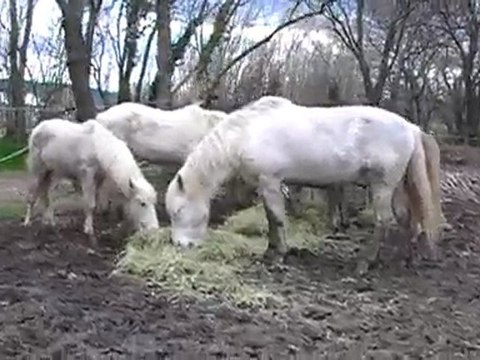 Arrivée de Kalembour des Cabanes au troupeau, repas.