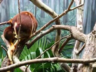 Baby kangaroo emerges from mother's pouch