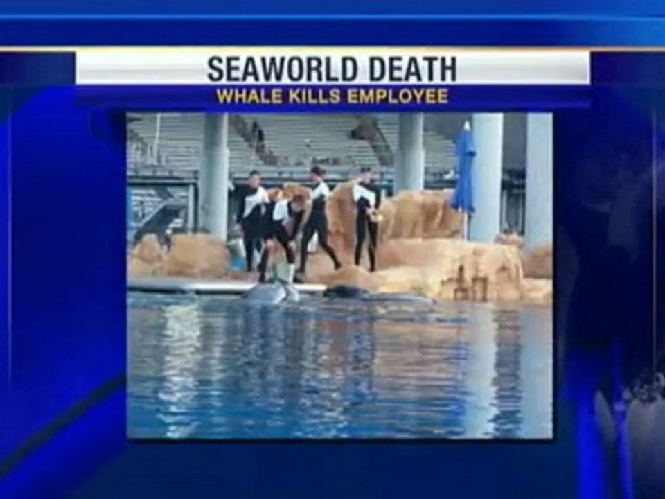 SeaWorld Trainer Killed By Whale video Dailymotion