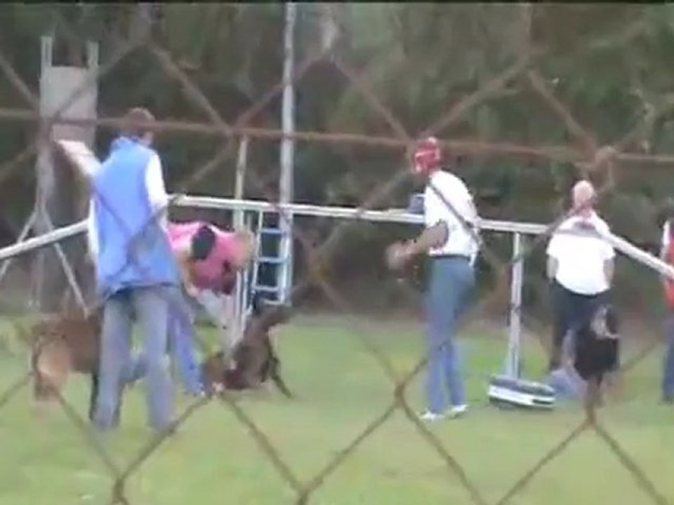 entrainement l'aigle muselé