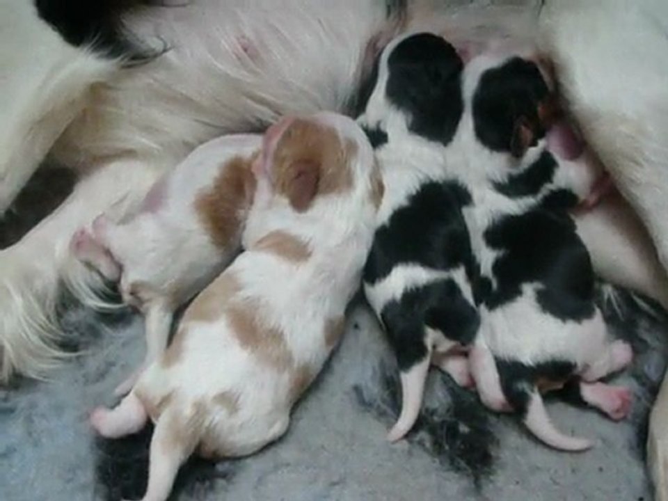 bebes cyrabelle 2010