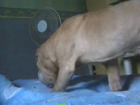 complicité entre mes deux chiens