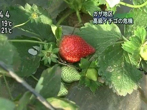 ガザ地区 高級イチゴの危機