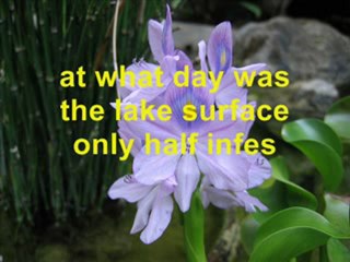 The Lake Brain Teaser