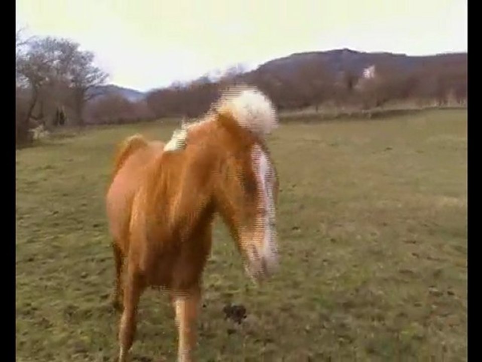 Montage vidéo Indy liberté