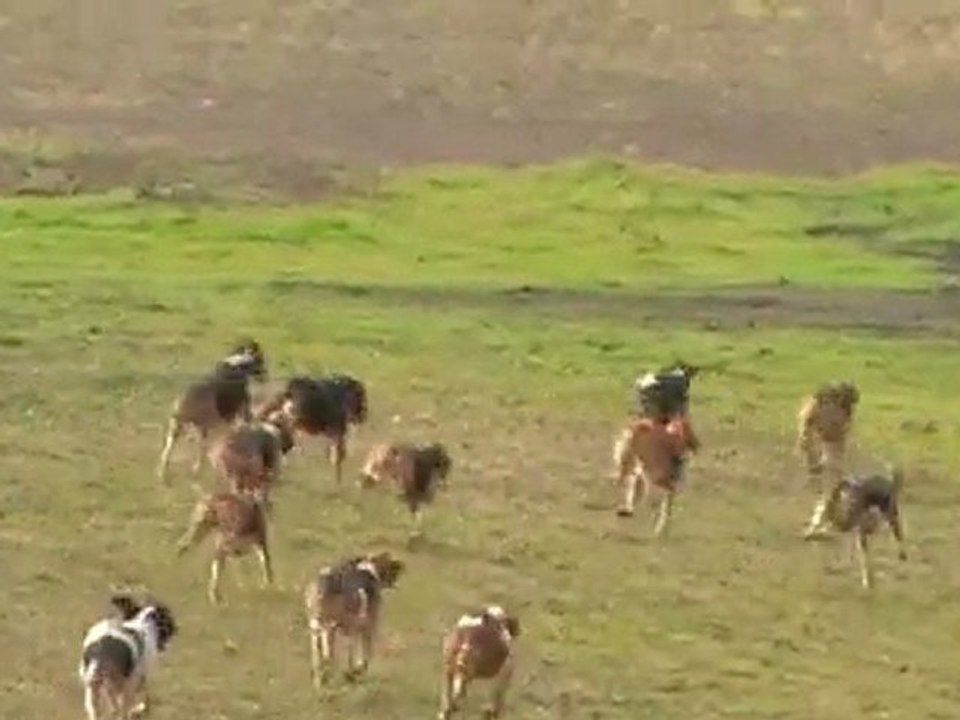 meute anglo de petite vénerie qui chasse le lièvre.