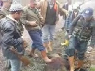 sermayecikte domuz avı