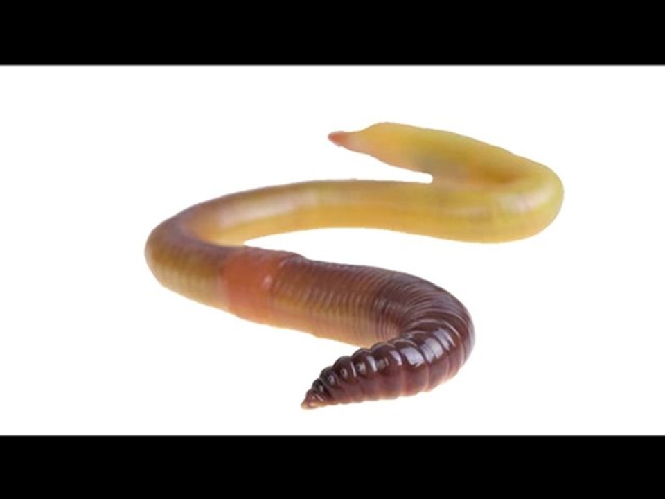 wiggle worm