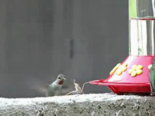 Mante religieuse attaque oiseau mouche