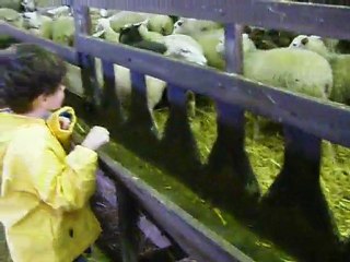 Ballade à la bergerie Nationale