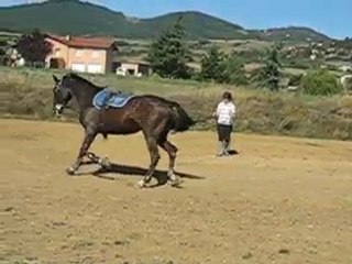 Longues renes mornant