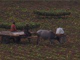 Cultivateurs de tabac, Cuba