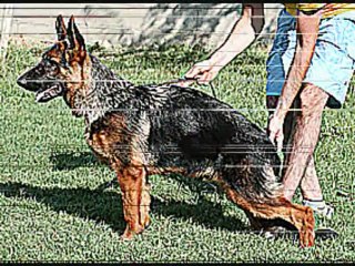 Cachorros Pastor Aleman