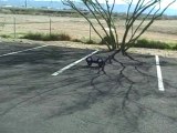 Nitro RC Car Stunt - Bicycling on Two Wheels