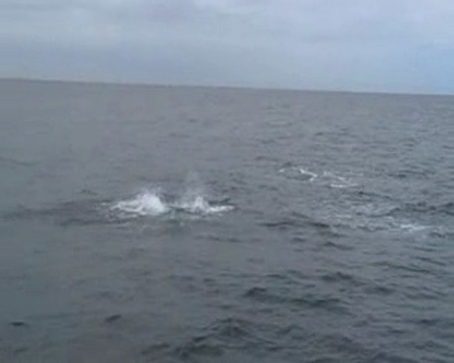 dauphins perfect day cruise tutukaka 1.MP4