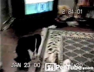 Cat Trying to Tie His Shoe - PetTube.com