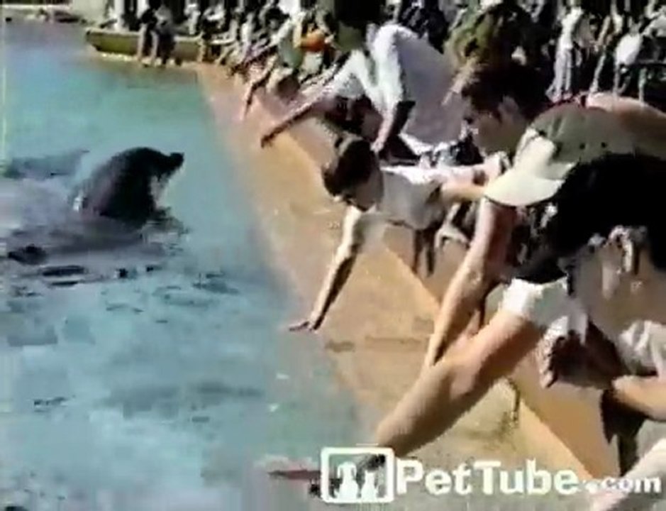 Dolphin vs. Boy - PetTube.com