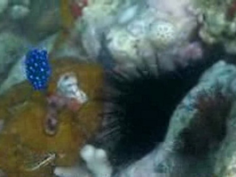 SANY0008.MP4