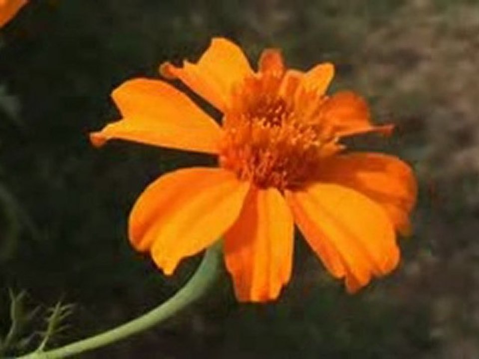 Panasonic HDC-SD5 : Test Video 003