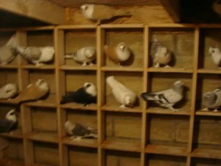 Çakşırlı ve mardin güvercin videosu - Trakyaguvercin.com