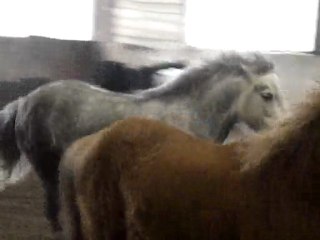Salina et les poneys qui se défoulent ^^