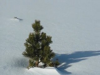 Pyrénées : sapins dans la neige