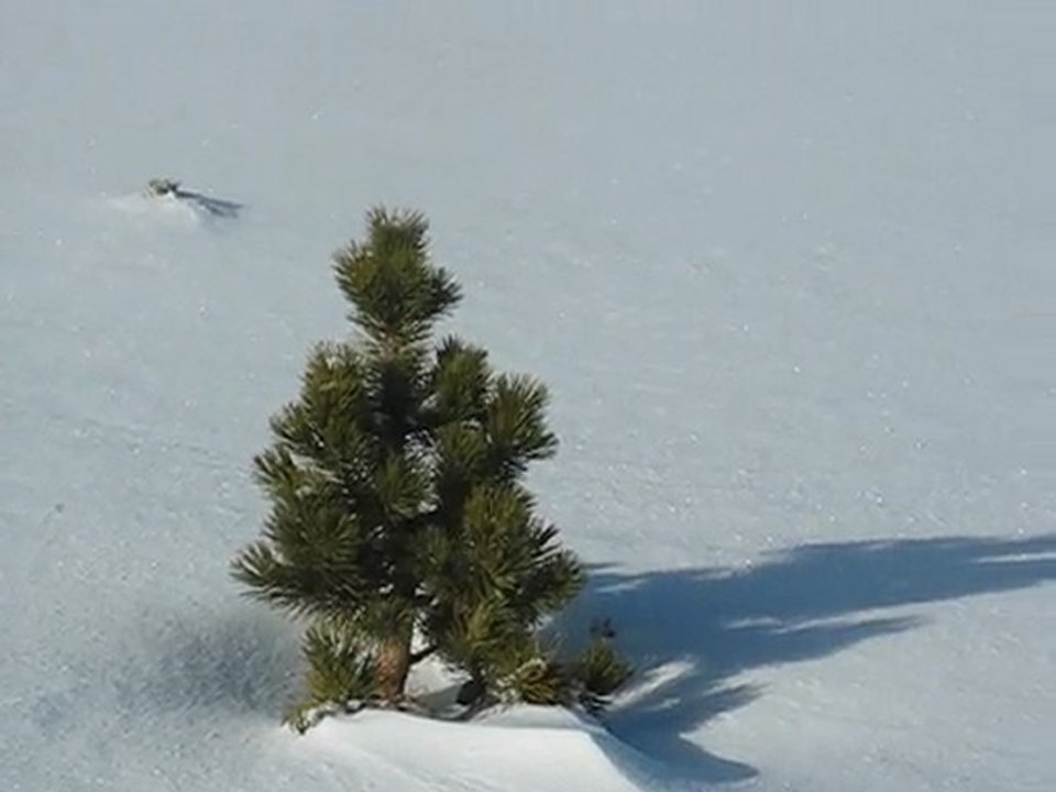 Pyrénées : sapins dans la neige