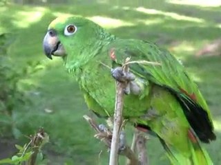 Kaufrausch in Lima sowie Papagei und Tukan in Amazonia