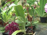 Une serre à Orchidées à Grisy Suisnes