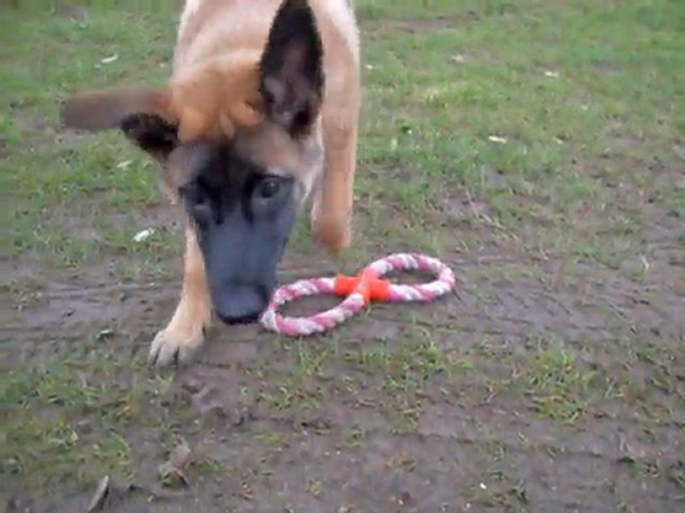 Ella, mon malinois !