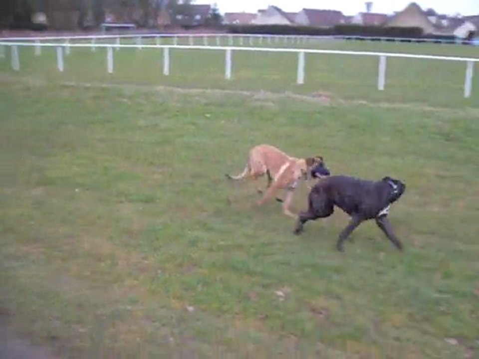 Ella, mon malinois, et son copain ENZO le boxer !