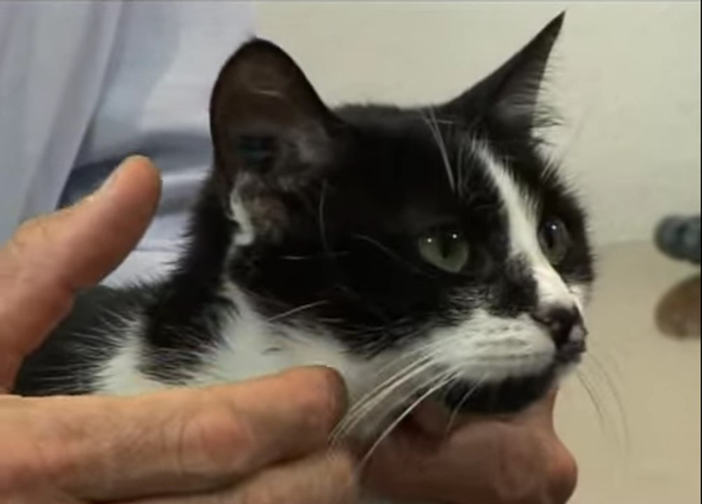 Les vaccins du chat