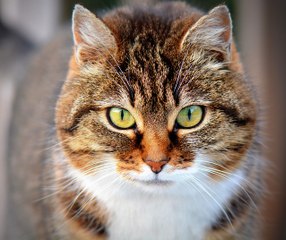 La sexualité et stérilisation du chat