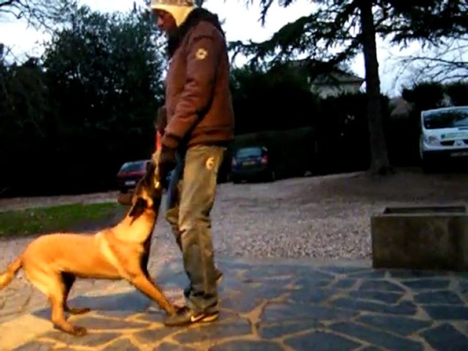 debourrage malinois 1 (chouka) 8mois