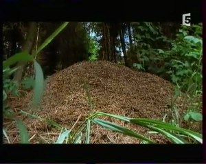 Abeilles - Une Vie pour la Reine 05/05