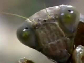 Mante religieuse attaque souris