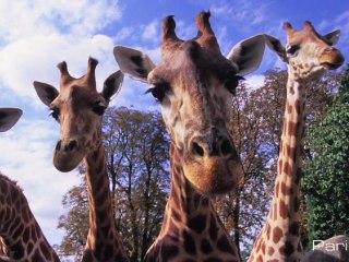 Visite en avant-première du futur zoo de Paris