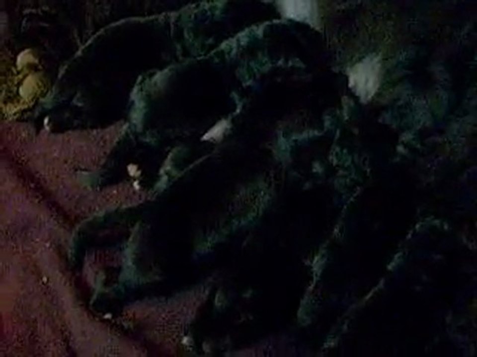 Chiots terre neuve de Démétere