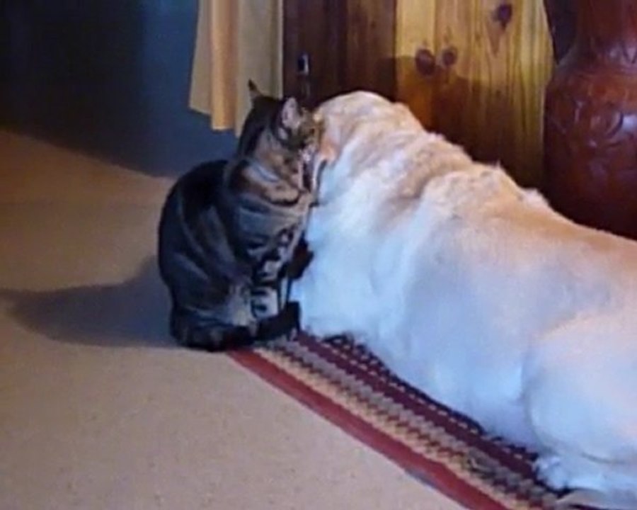 amour des animaux
