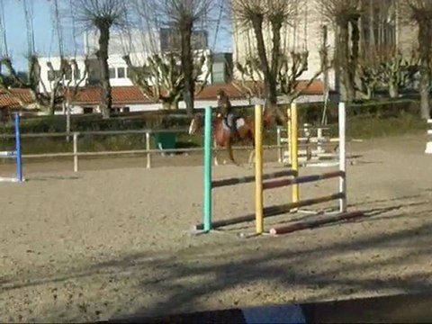 jument selle francais a vendre